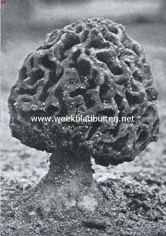 Voorjaarspaddenstoelen. Morchella Esculenta, Morielje