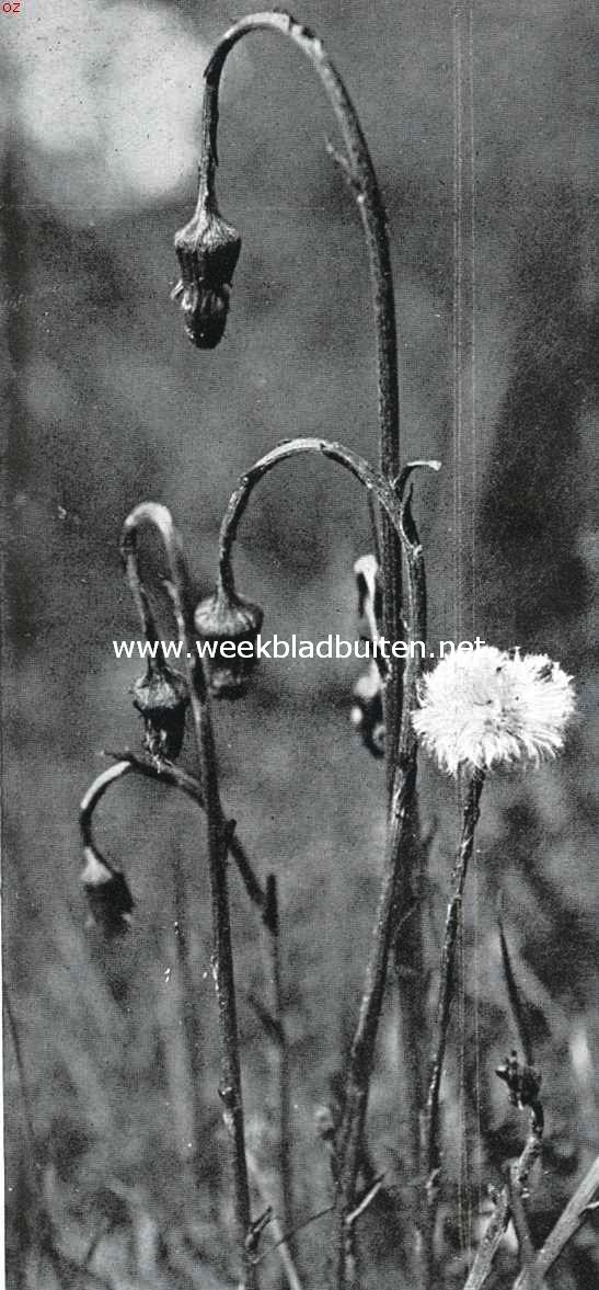 Bloemen van den voorzomer. Uitgebloeide Tussilago Farfara, klein hoefblad