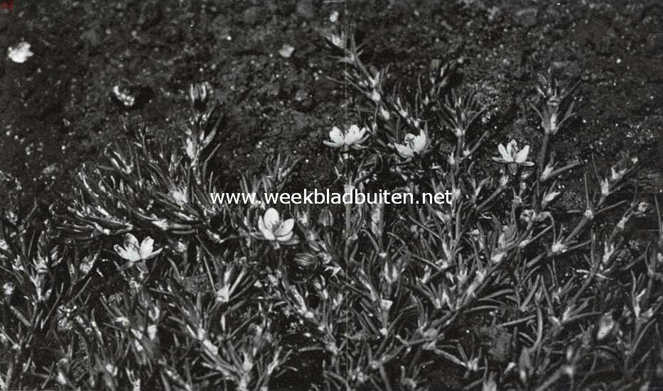 Bloemen van den voorzomer. Spergularia Rubra, roode schijnspurrie