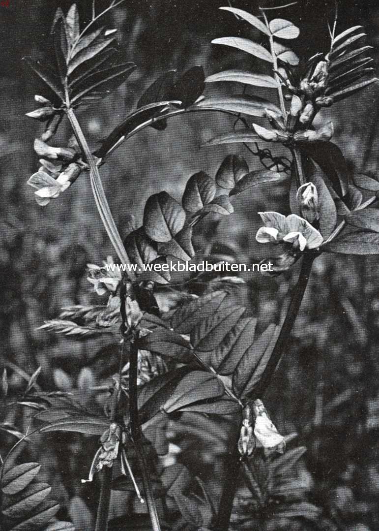 Bloemen van den voorzomer. Vicia Sepium, heggewikke