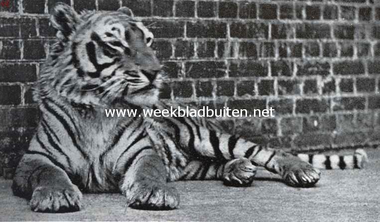 De koning van het oerwoud. Tijger uit noordelijk Indi