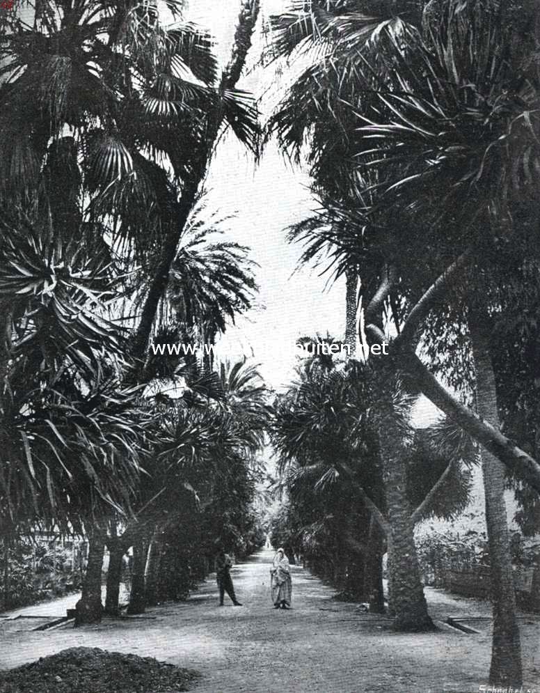 Naar Algiers. Laan in de Jardin de Dsert