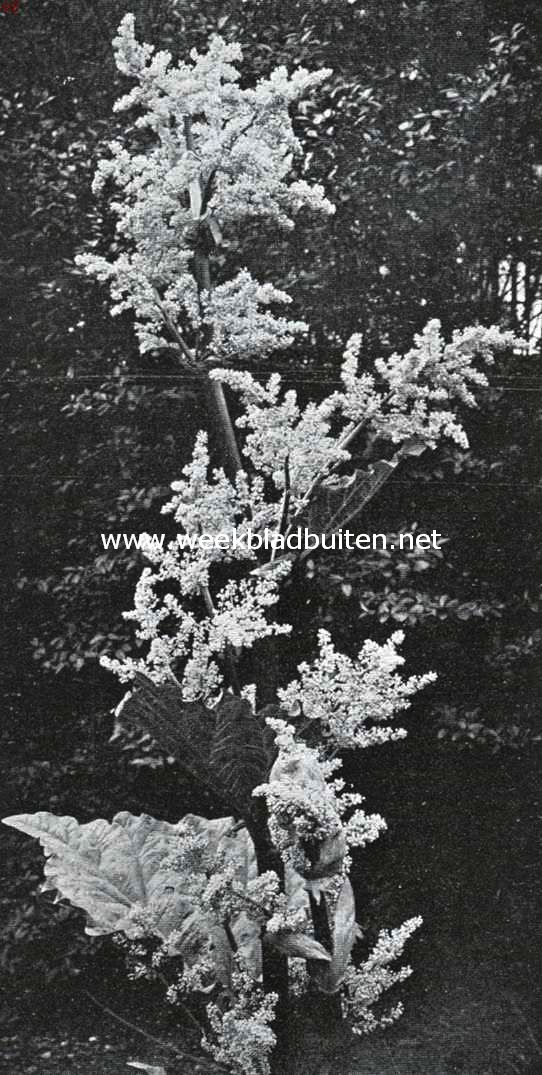 Bloemen van den voorzomer. Rhabarber, Rheum Rhaponticum
