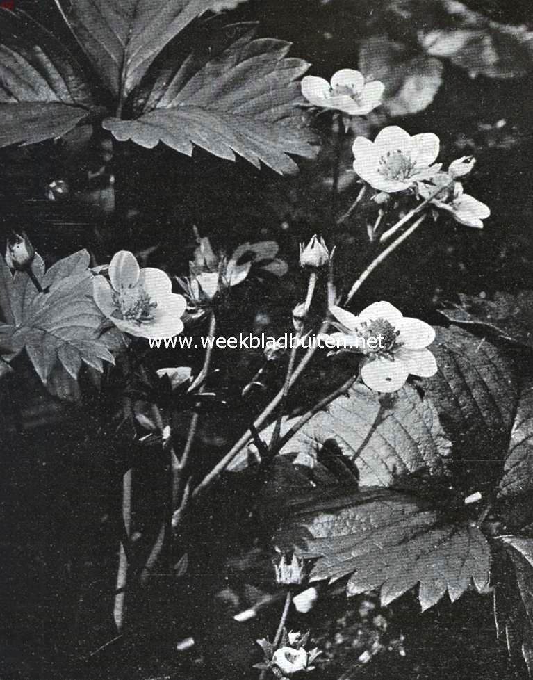 Bloemen van den voorzomer. Ananasaardbei