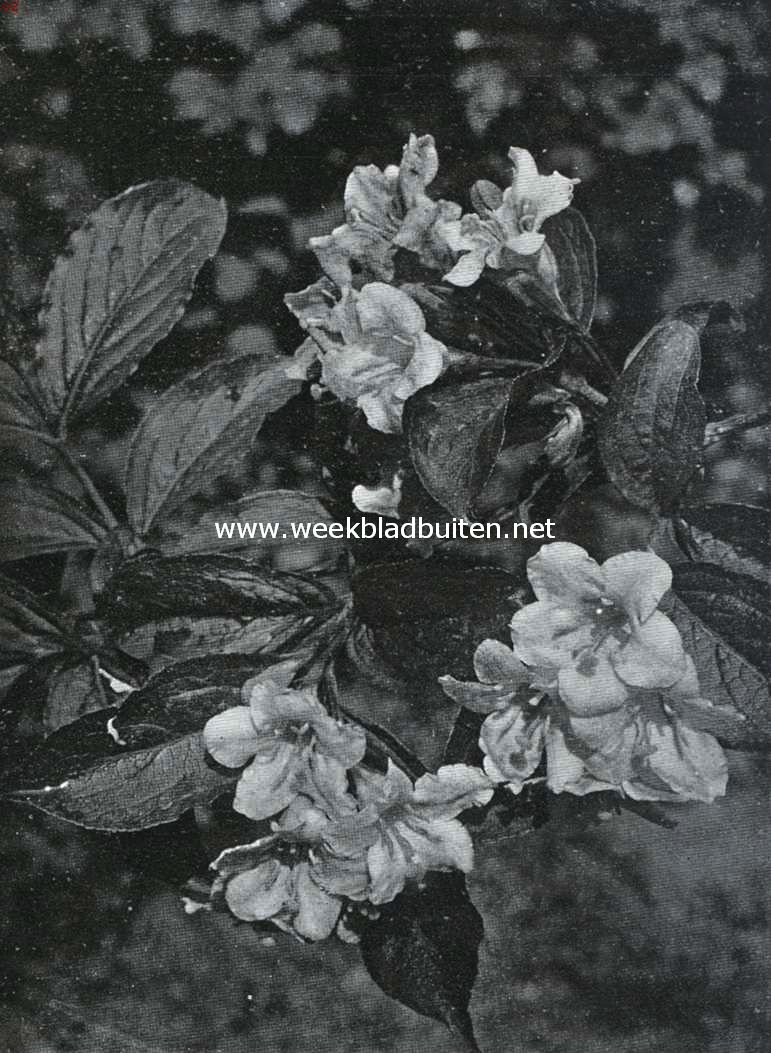 Bloemen van den voorzomer. Weigelia Diervillea Rosea