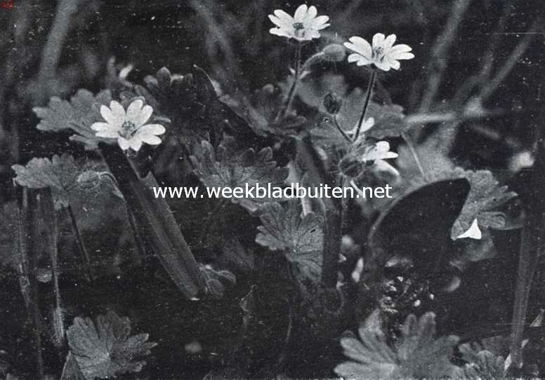Bloemen van den voorzomer. Geranium Pyrenaicum, Pyreneesche ooievaarsbek