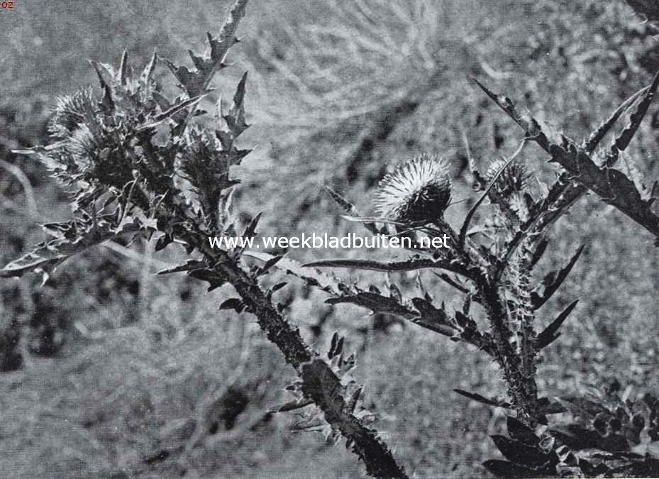 Bloemen van den voorzomer. Carduus Acanthoides, veeldoorndistel