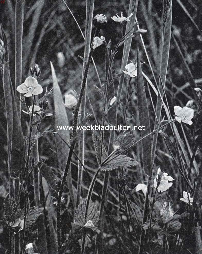 Bloemen van den voorzomer. Veronica Chamaedrys, gewone eereprijs