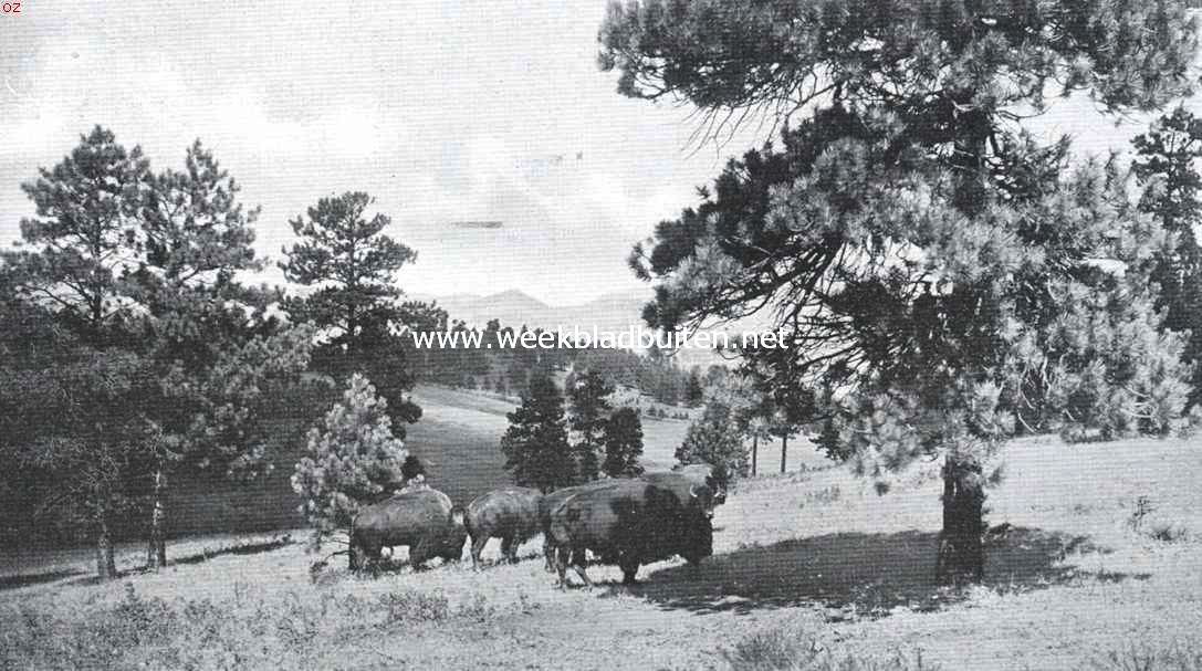 Buffels in het Denver National Park
