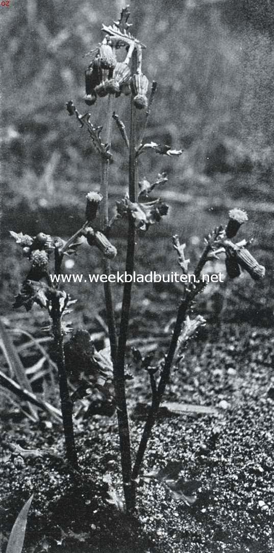 Bloemen van den voorzomer. Senecio Vulgaris, kruiskruid