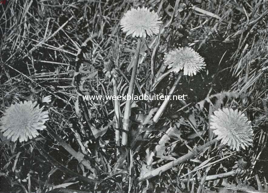 Bloemen van den voorzomer. Taraxacum Officinale, paardebloem