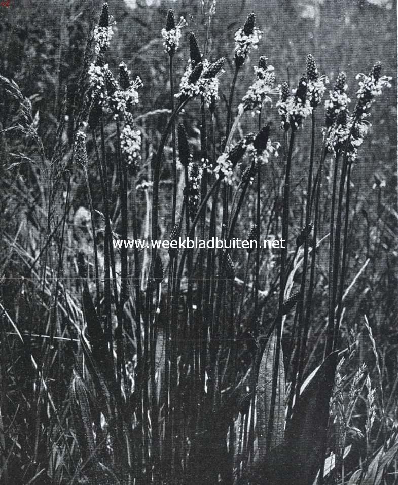 Bloemen van den voorzomer. Plantago Lanceolata, smalbladige weegbree