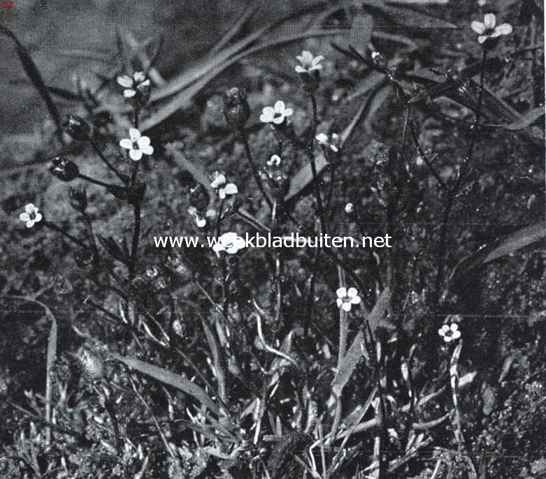 Bloemen van den voorzomer. Saxifraga Tridactyites, kandellaartje