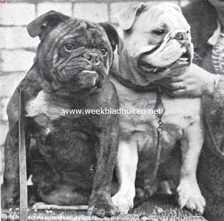 Engelsche Bulldoggen