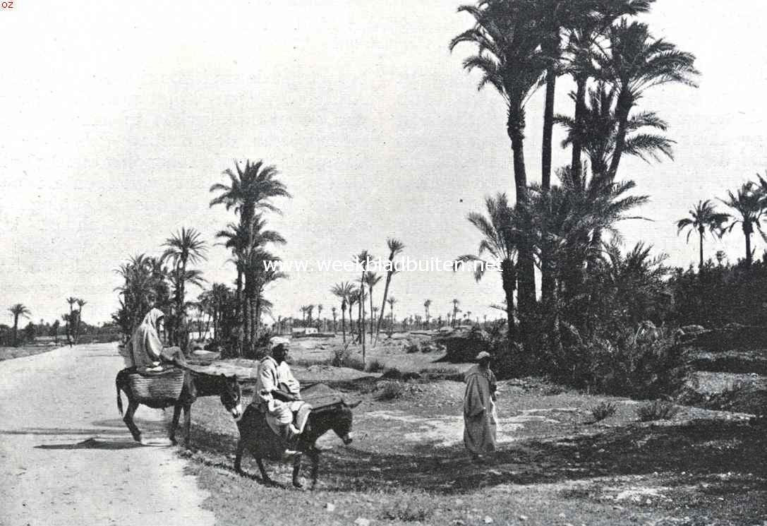 De vier voornaamste steden van Marokko, gezien door een Italiaan. Het Palmenbosch bij Marrakesj