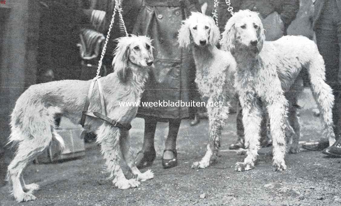 Afghaansche windhonden