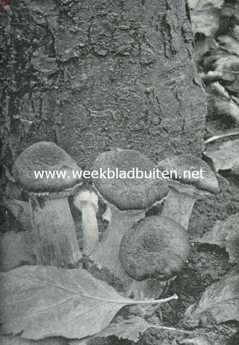 Zwammenleven in het Najaar. Cortinarius. De gordijnzwam. Ontleent haar naam aan een dun vlies, dat aan den hoedrand hangt