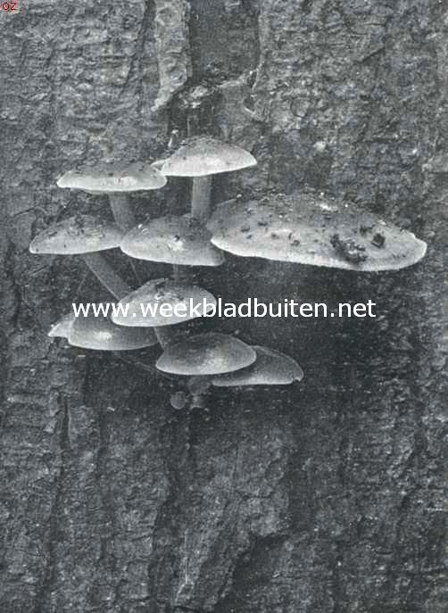 Zwammenleven in het Najaar. Hypholoma Fasciculare, zwavelkopjes