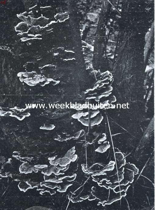Zwammenleven in het Najaar. Polyporus Versicolor, elfenbankjes