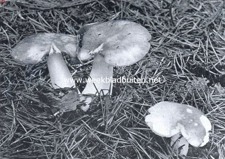 Zwammenleven in het Najaar. De gasten van het dennebosch, de roode russula's