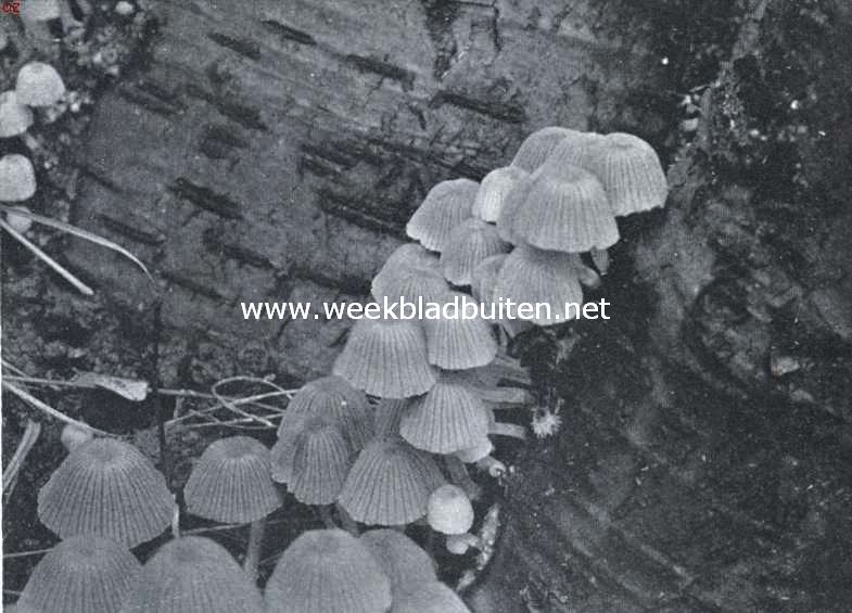 Zwammenleven in het Najaar. Mycena's, die omhoog lijken te klimmen langs den zilverwitten bast van een berkeboom
