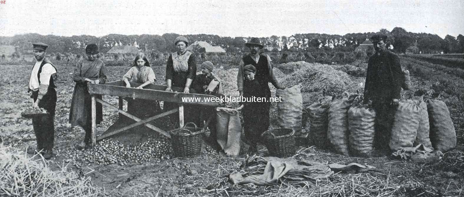 De aardappelcampagne in de Veenkolonin. Het sorteeren en 
