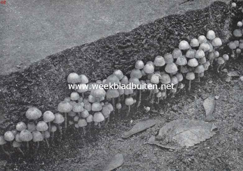 Zwammenleven in het Najaar. Mycena's langs een ouden grafsteen