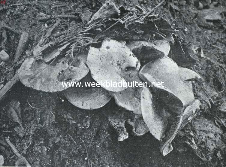 Zwammenleven in het Najaar. Akkerchampignons, die een dicht bladerendak met vereende krachten omhoog heffen