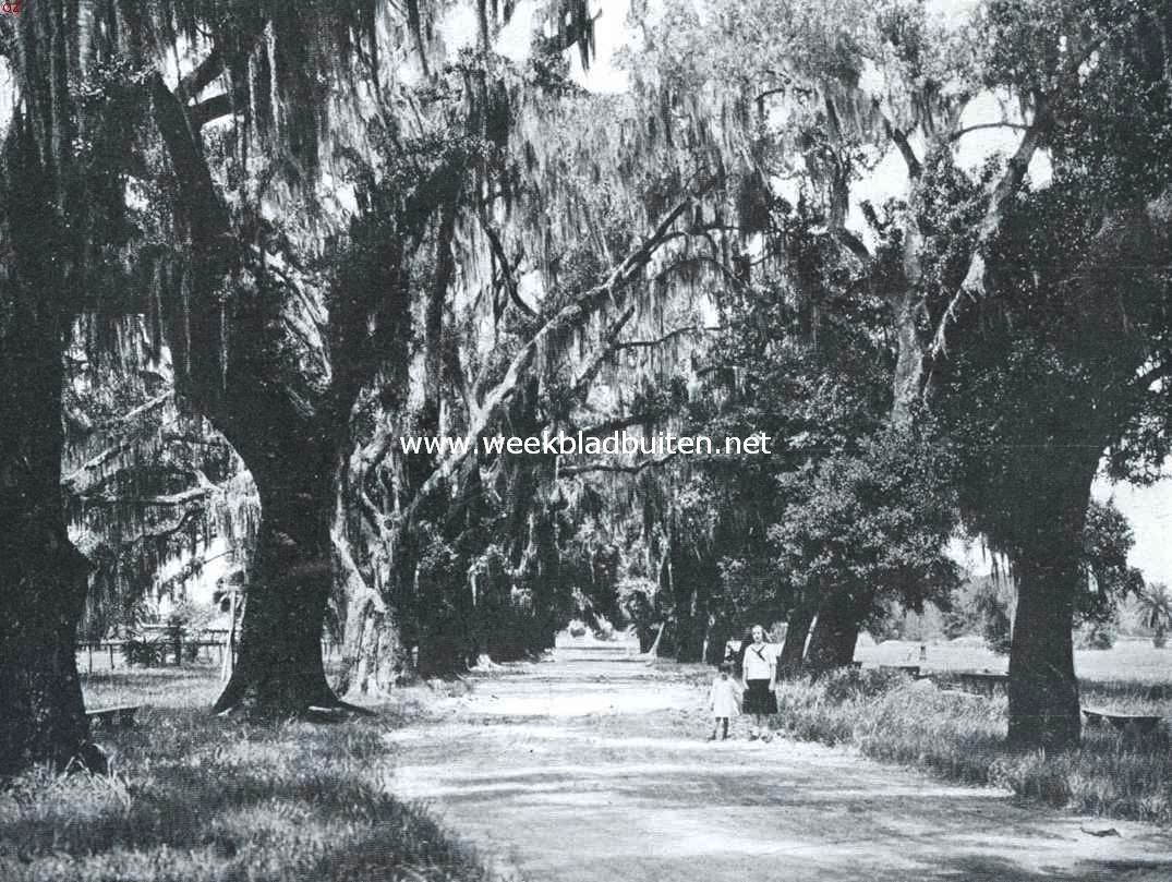 Laan in het Audoban-park te New-Orleans