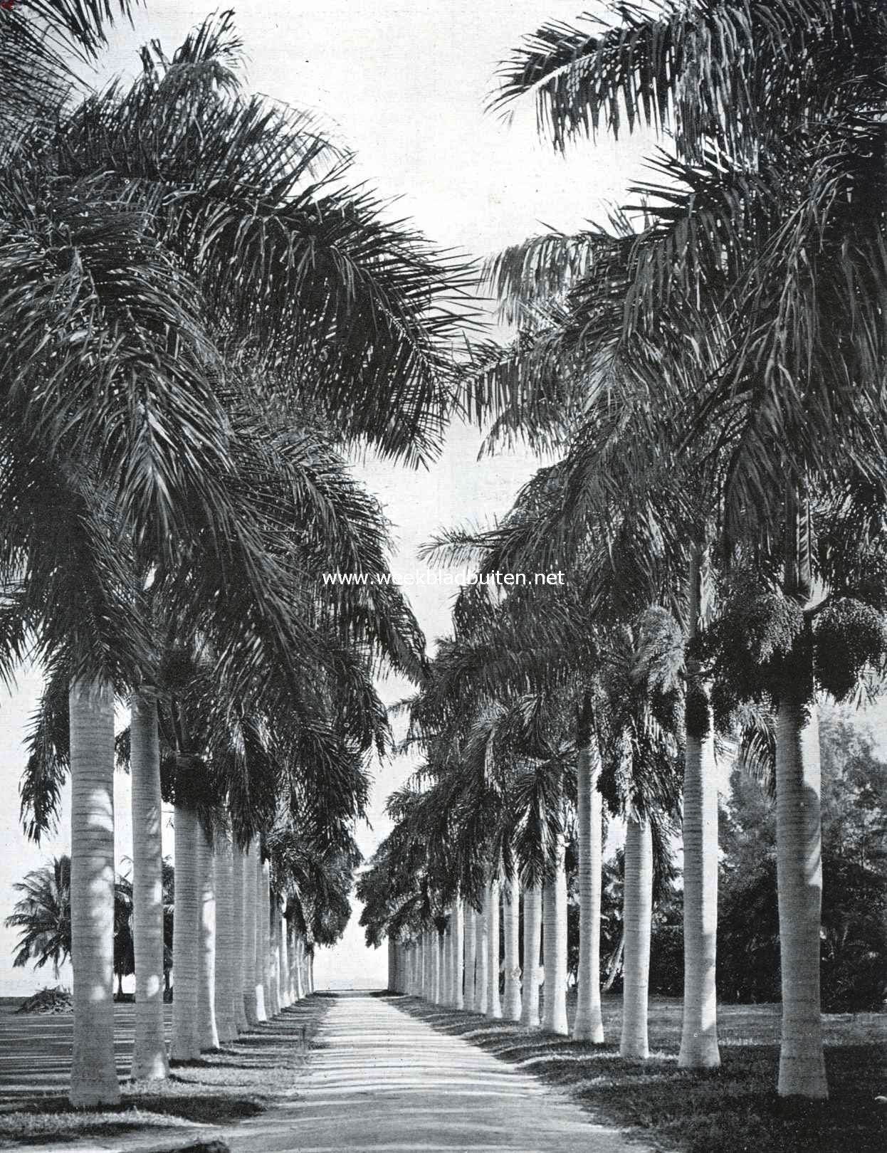 Laan van koningspalmen bij Miami (Florida)