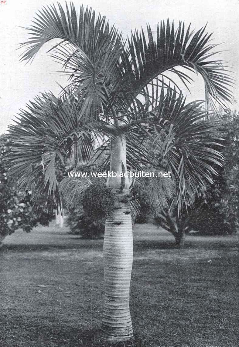 Palmen te Miami