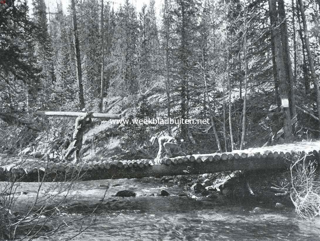 Houtvesters, een brug bouwend in het Arapaho-Woud, Colorado