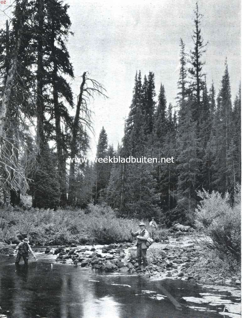 De Amerikaansche National Forests. De White River, National Forest, Colorado