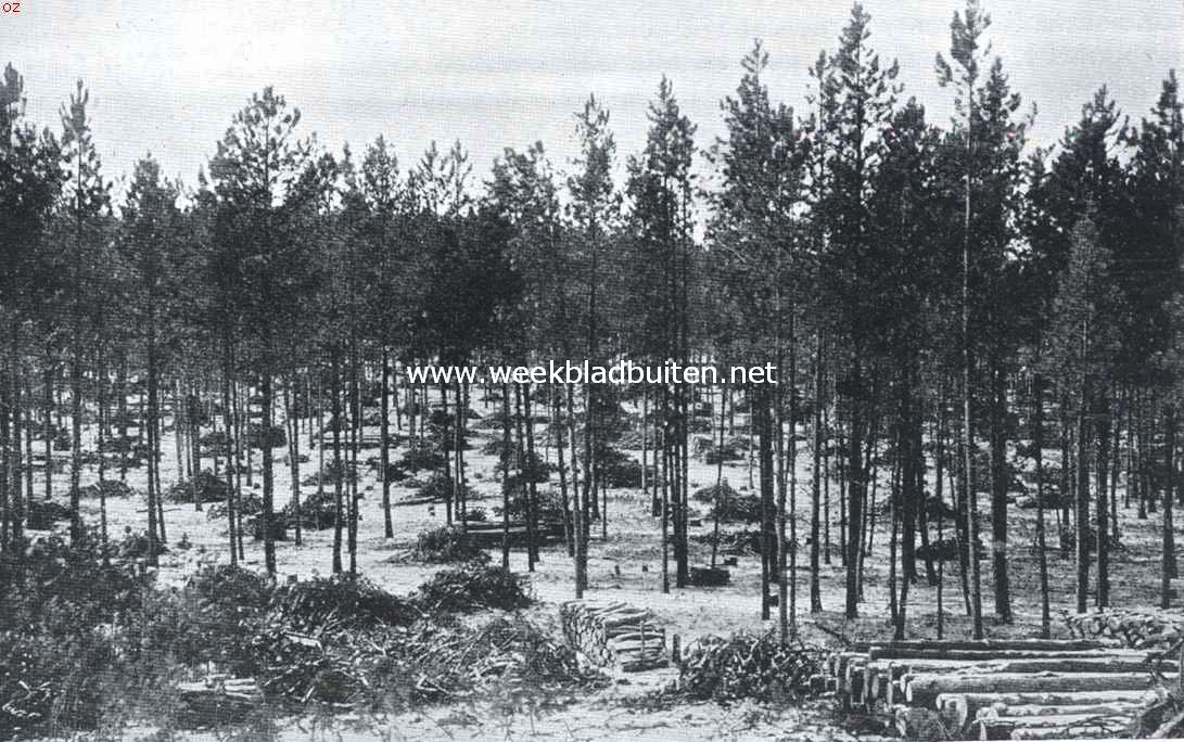 De Amerikaansche National Forests. De Black Hills, National Forest, Zuid-Dakota