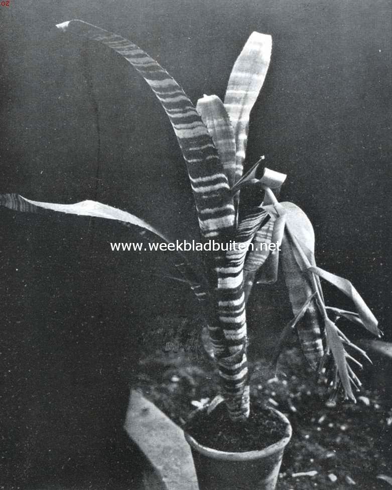 Een schoone en merkwaardige exotische plant. Billbergia Zebrina Lindl. In bloei