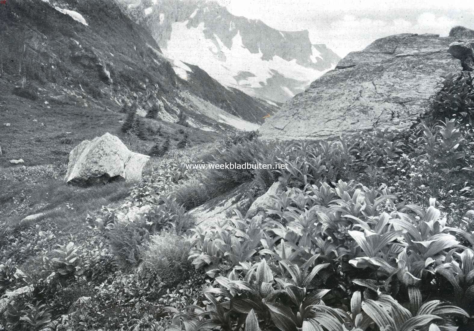Wilde plantengroei, varens, heliotropen, in het Canadeesch Glacier National Park (Rotsgebergte)