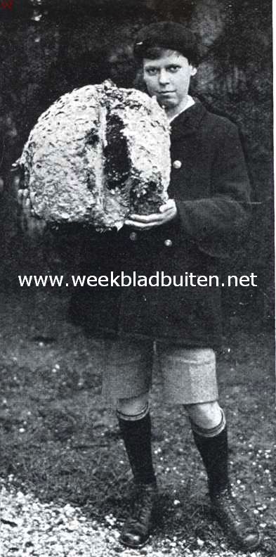 Een wespennest 1