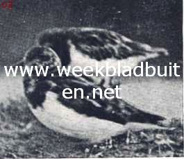 Steenloopers