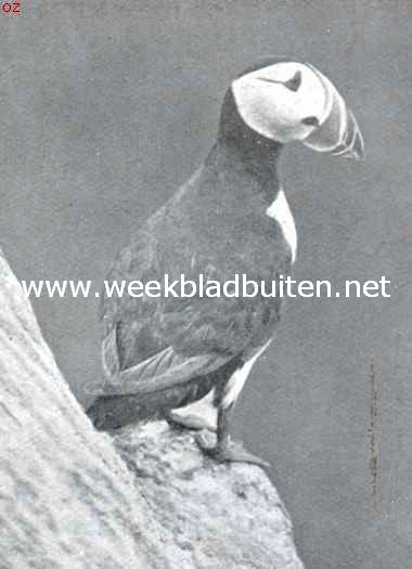 Papegaaiduiker 1