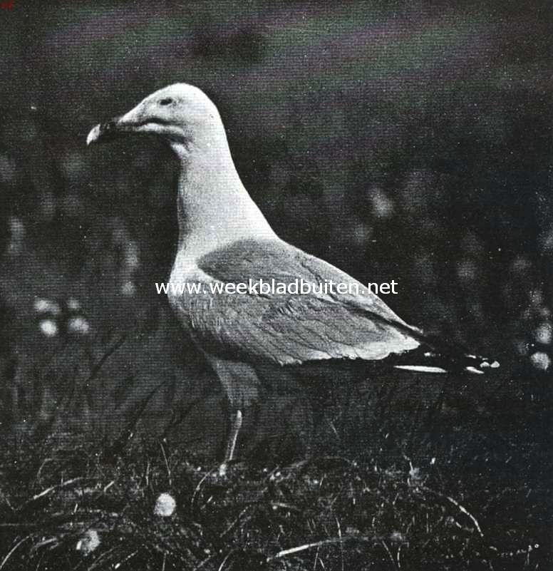 Zilvermeeuw