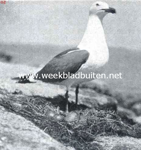 Kleine mantelmeeuw