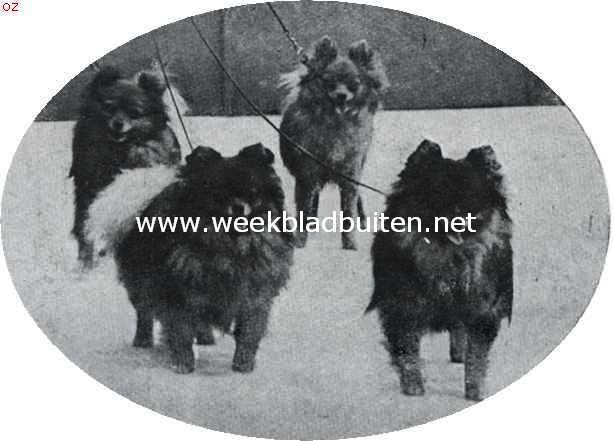 Vier prima dwergkeeshodjes. Eigendom van kennel 