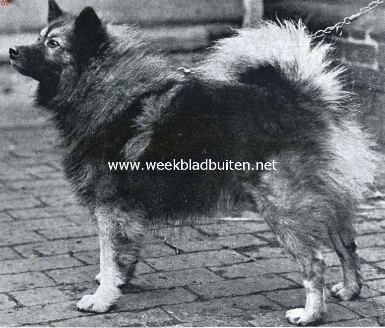 Hollandsche keeshond 