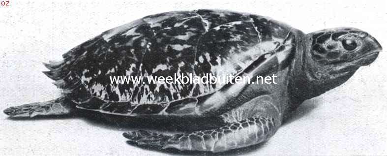 Panama. Zeeschildpad