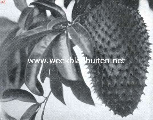 Panama. Guana vrucht