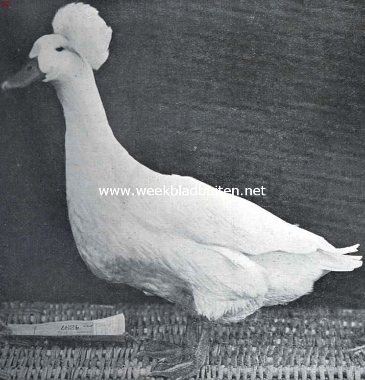 Kuif- of krooneend