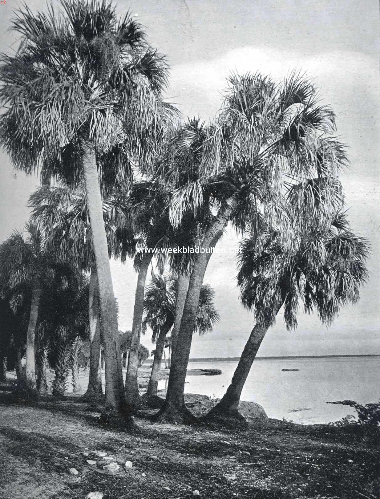 Palmen bij St. Petersburg (Florida)