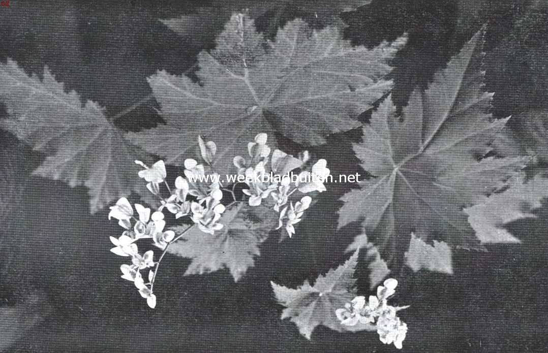 Bladerkroon met bloemtrossen van begonia Phyllomaniaca (Mart)