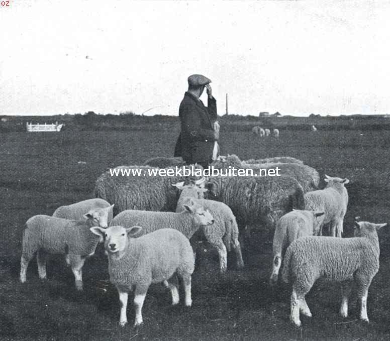 Op Texel