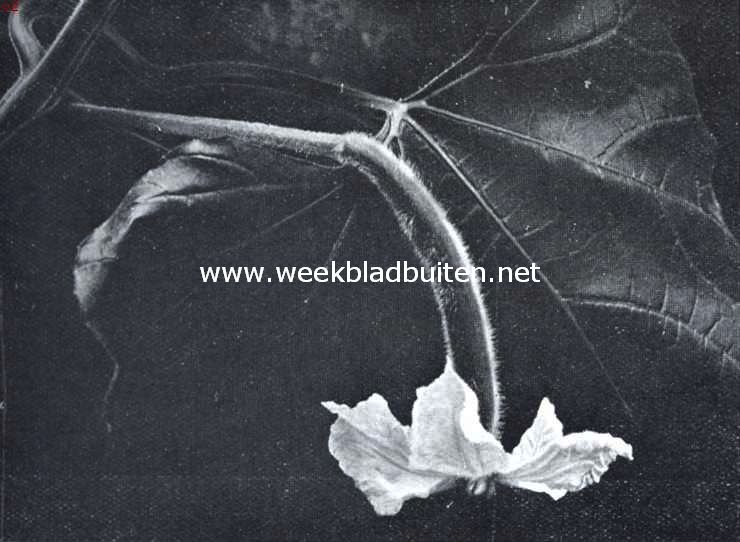 Kalebassen. Vrouwelijke bloem van Lagenaria Officinalis (Fleschkalebas)